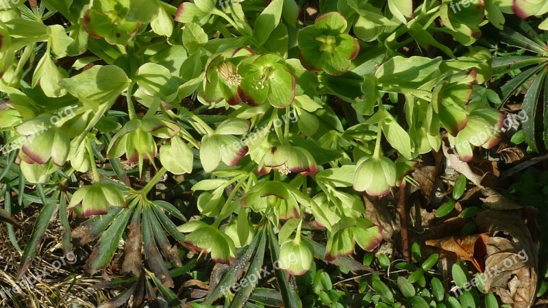 Christmas Rose Hellebore Flower Wild Early Spring