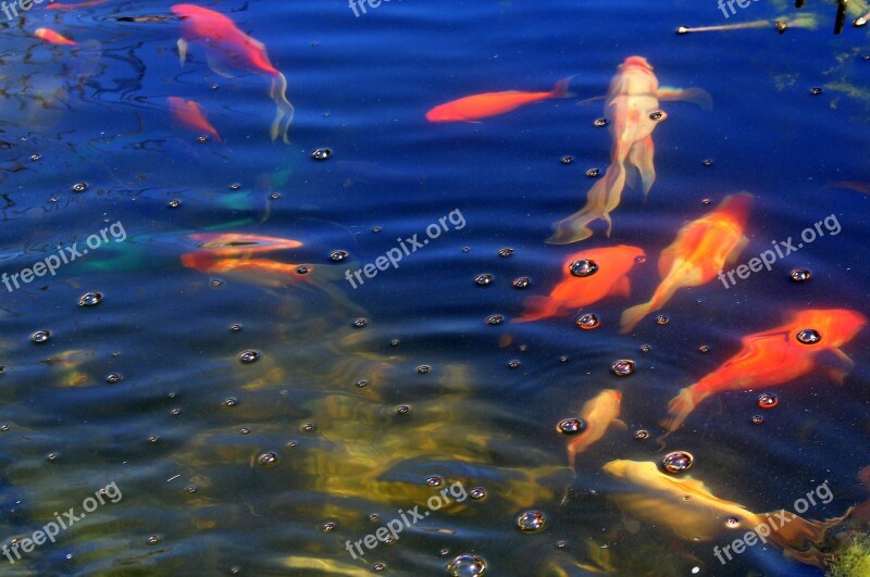 Monolithic Part Of The Waters Fish Swimming Shipped Pond