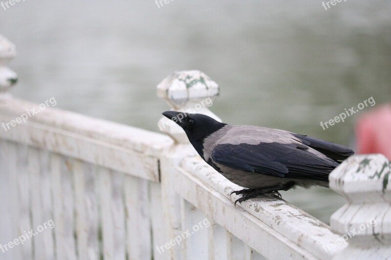 Birds Nature Outdoor Winter Wing