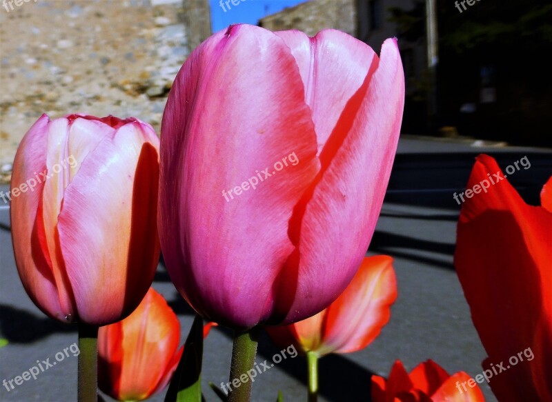 Flower Tulip Nature No Person Plant