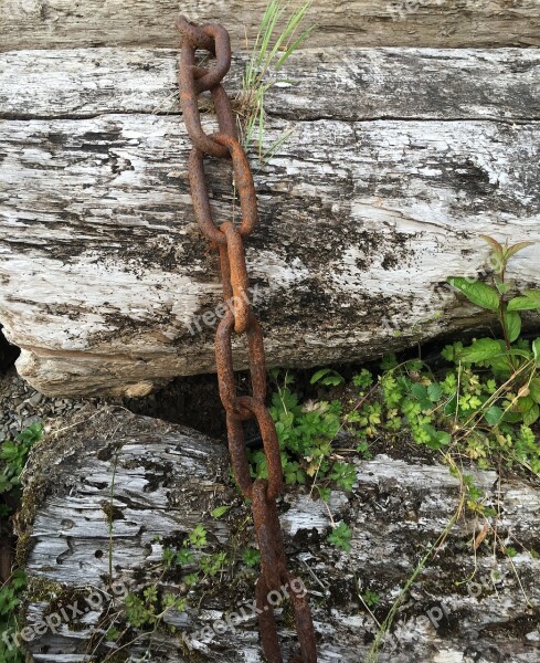 Wood Nature Tree Tree Log Bark