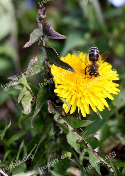 Dandelion Bee Yellow Pollen Insecta