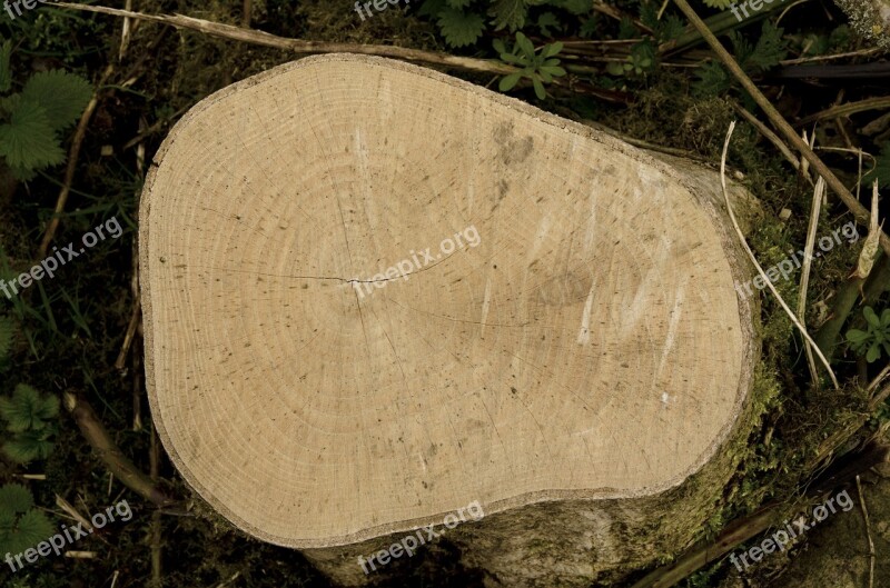 Wood Nature Tree Log Tree Log