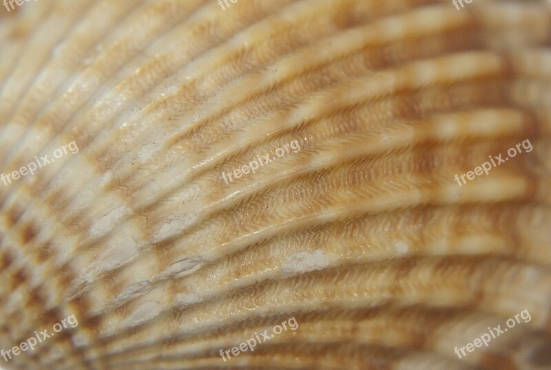 Seashell Invoice Shell Scallop Sea Shells