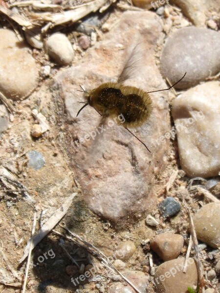 Bombus Bombus Pascuorum Borinot Camp Bumblebee Drone