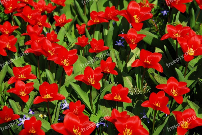 Flower Garden Nature Plant Tulip