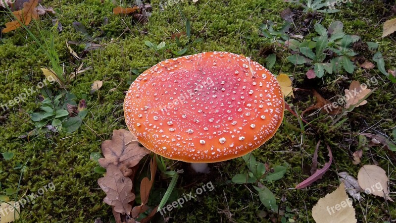 Mushroom Nature Autumn Wood Toadstool