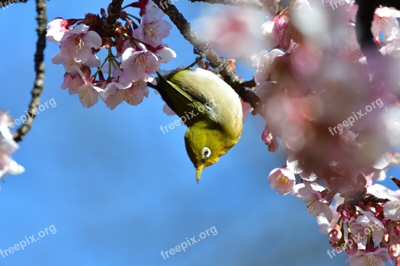 Flowers Branch Natural Cherry Blossoms Wood