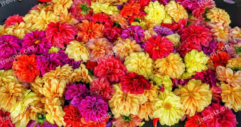 Indian Marketplace Flower Heads Scented