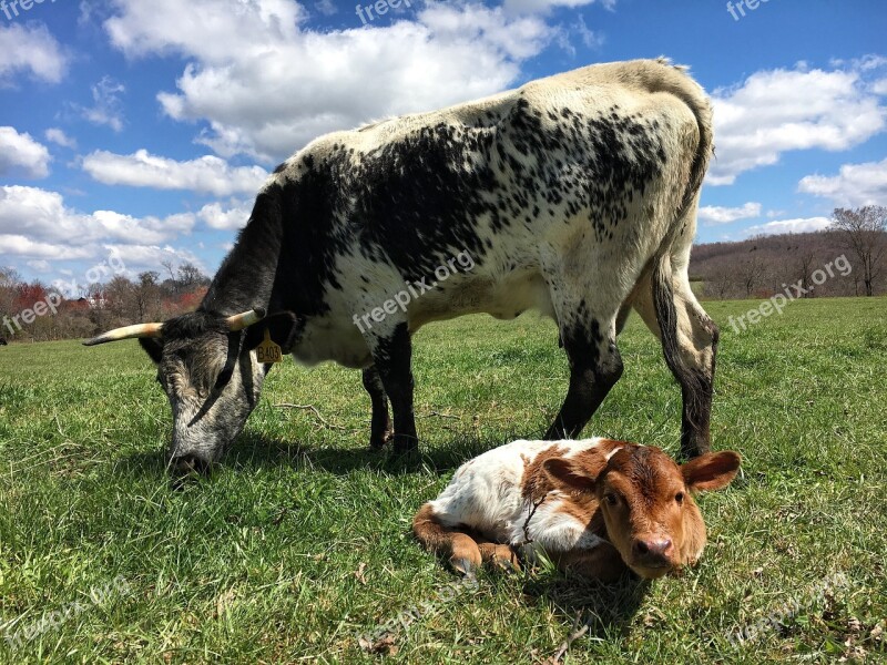 Agriculture Cow Hayfield Milk Pasture