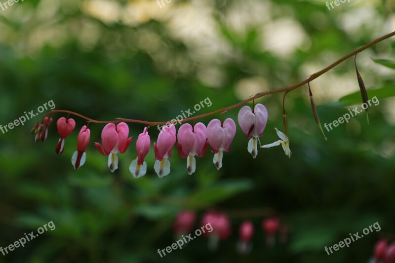 Nature Some People Don't Leaf Flowers Plants