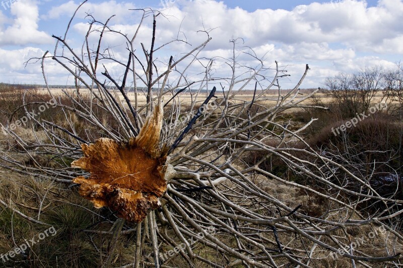 Tree Log Nature Dry Plant