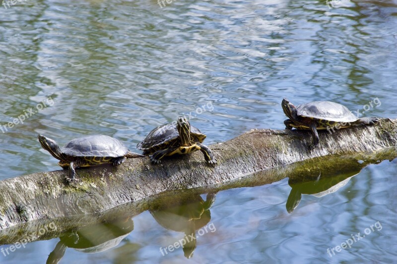 Turtles Waters Puddle Nature Lake