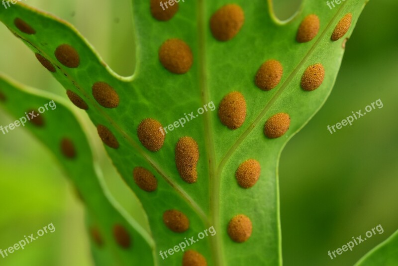 Fern Ferns Sporangium Sporae Spotted Leaf