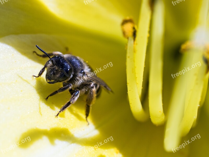 Bee Macro Close-up Photography Landscape Animal World