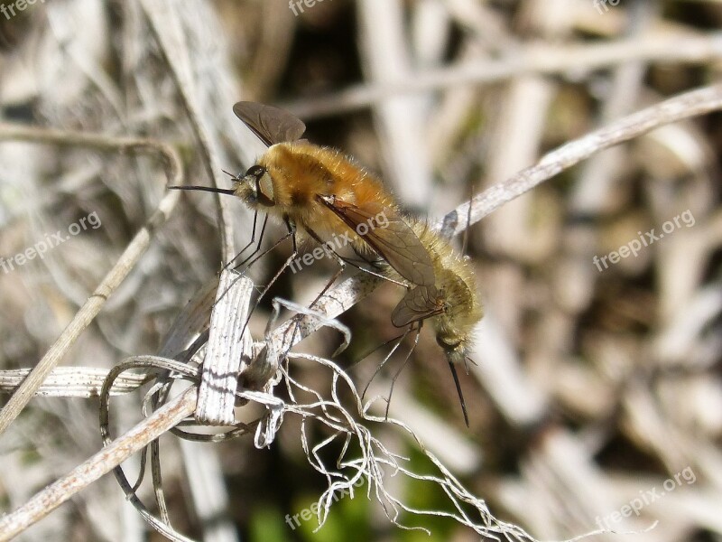 Bombus Bombus Pascuorum Insect Breeding Borinot Camp Insects Copulating