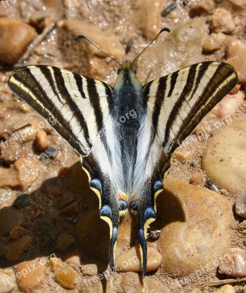 Butterfly Zebra Butterfly Cebrada Scarce Swallowtail Polidario Xuclallet