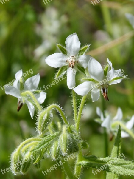 Borage Borage White Borago Officinnalis Nature Plant