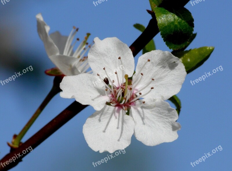 April Blossom Bloom Apple Blossom Cherry Blossom