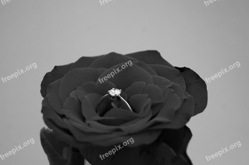 No One Nature Black And White Rose Engagement