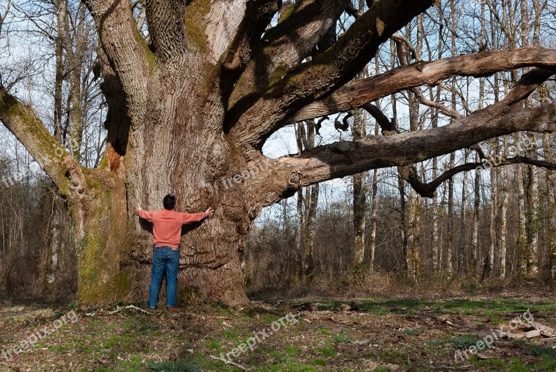 Tree Wood Nature Landscape Outdoor