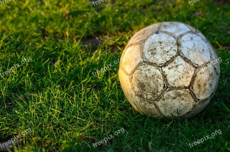 Grass Nature Close Up Summer Field