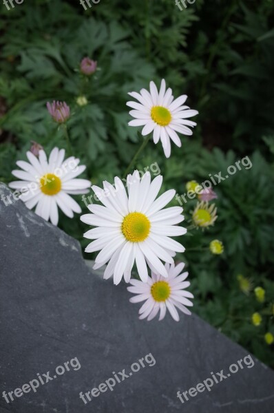 Gujeolcho Chrysanthemum Flowers Nature Free Photos