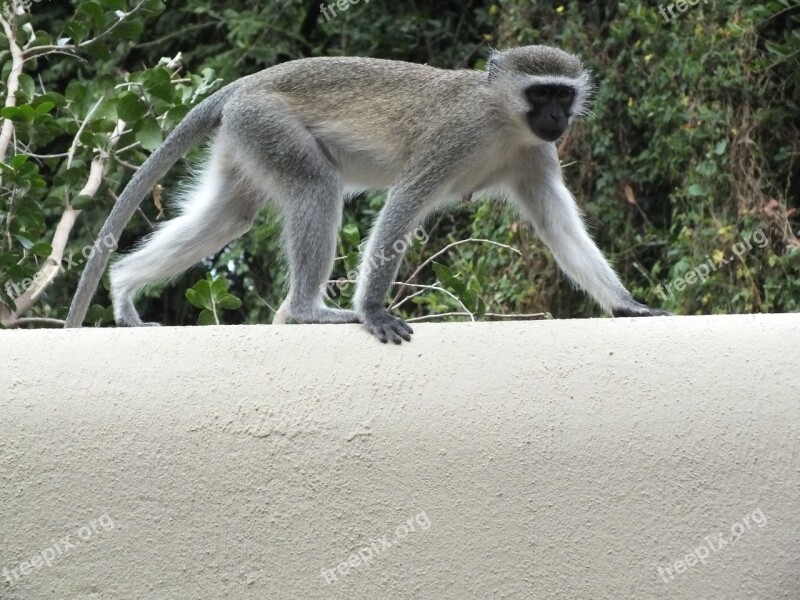 Monkey Primate Wildlife Mammal Nature