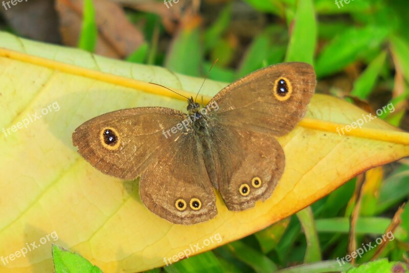 Nature Butterfly Wildlife Animal Insect