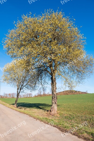 Tree Landscape Nature Rural Season