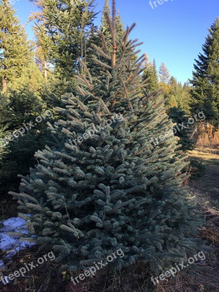 Tree Conifer Evergreen Pine Winter