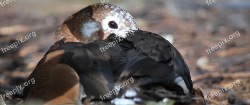 Bird Wildlife Nature Animal Outdoors