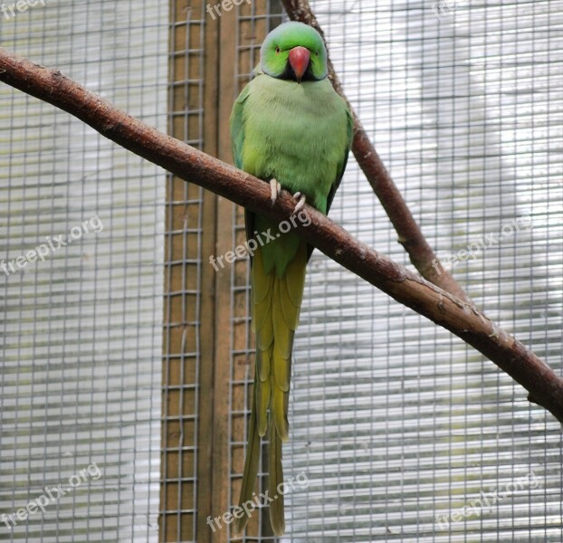 Bird Parrot Parakeet Wildlife Feather