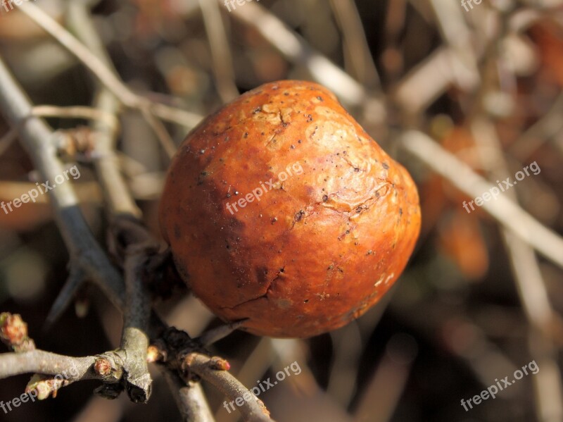 Chaenomeles Fruit Overripe Brown Free Photos