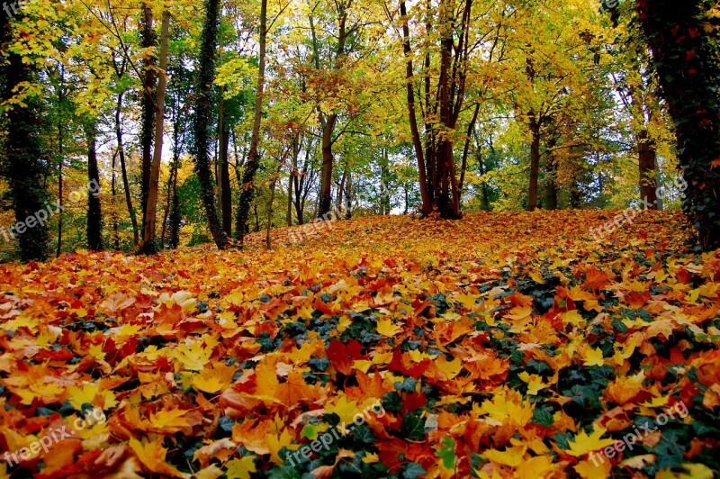 Autumn Leaf Season Tree Nature