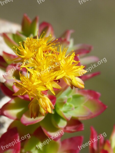 Cactus Gross Floor Nature Flower Plant