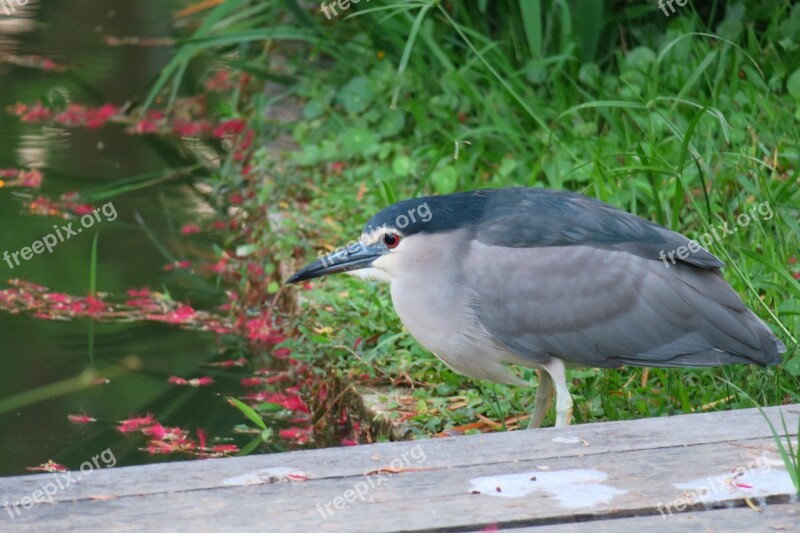 Bird Nature Wildlife Outdoor Animal