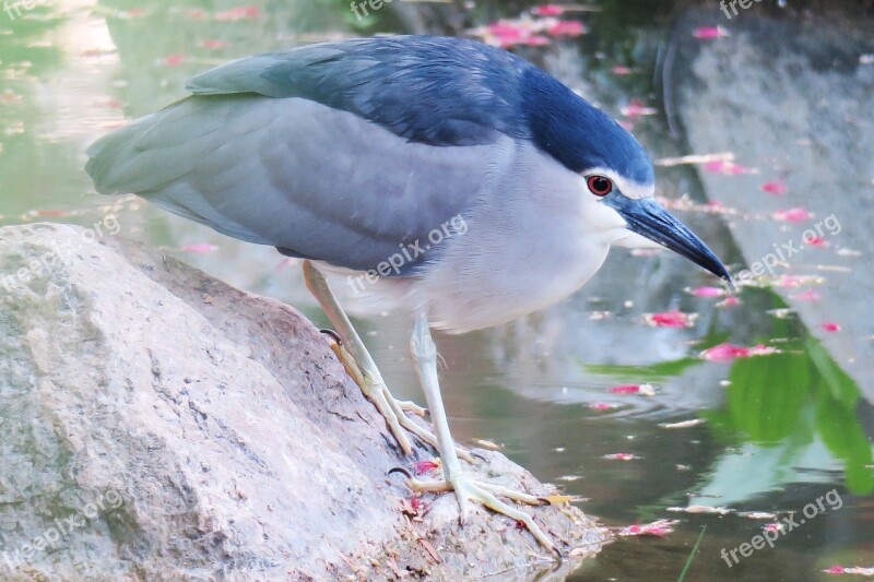 Bird Nature Wildlife Outdoor Animal