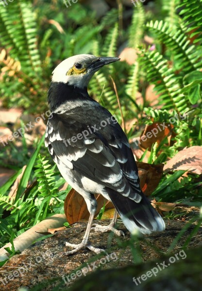 黑领椋鸟 Bird Wildlife Nature Wings