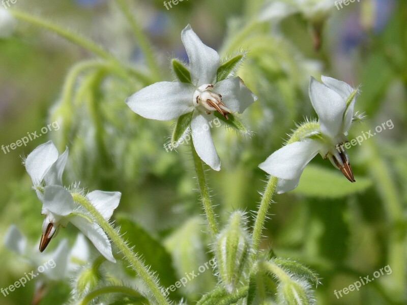 Borage White Borage Borago Officinalis Nature Flower