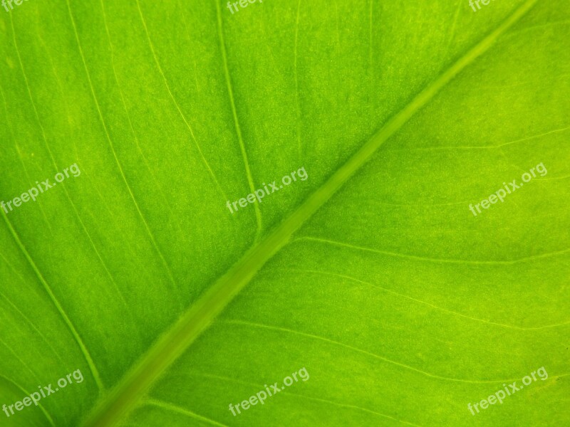 Background Texture Vegetable Green Leaf