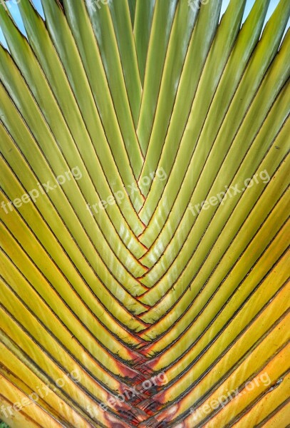 Traveler's Tree Tropical Palm Detail Pattern