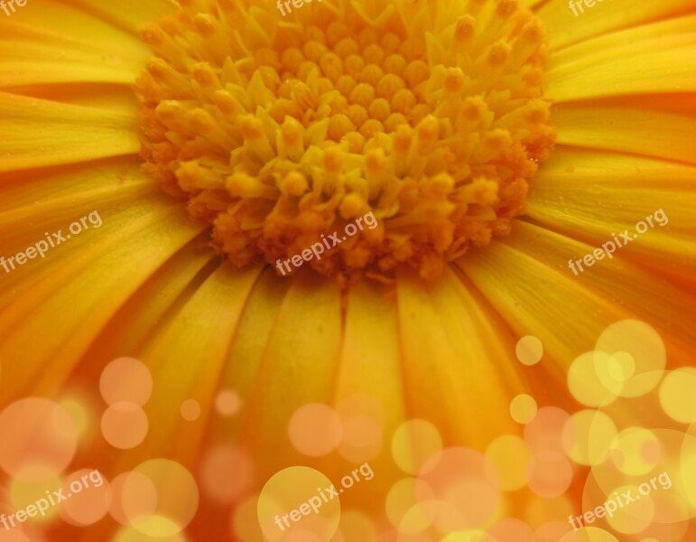 Flower Daisy Macro Yellow Bokeh