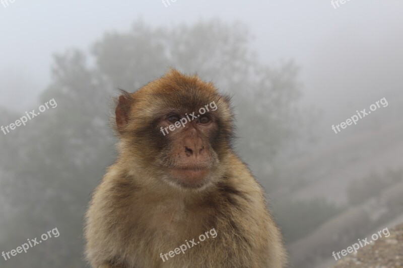 Portrait Monkey Nature Outdoors Mammal