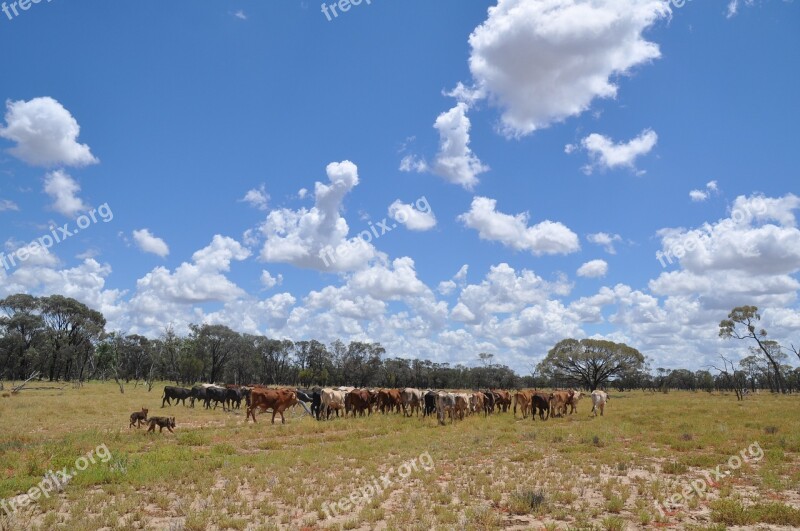 Nature Sky Grass Agriculture Field