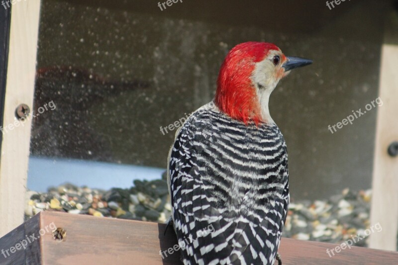 Bird Nature Bird Feeder Red-bellied Woodpecker Wildlife