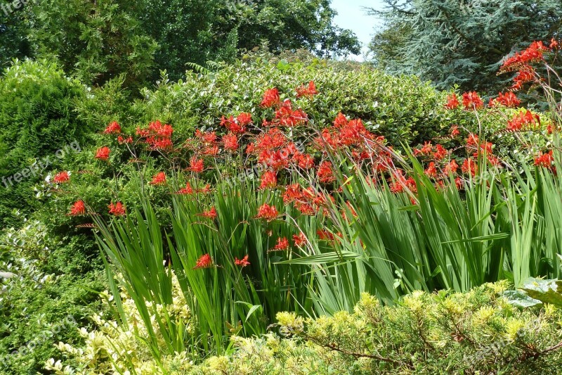 Montbretia Flower Free Photos