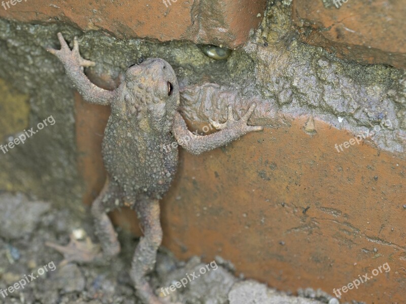 Common Toad Nature Animal World Animal Amphibian