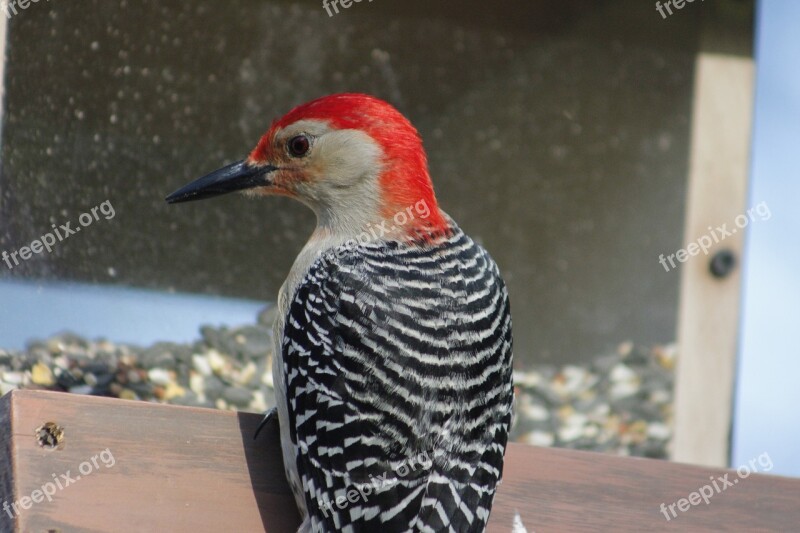 Bird Nature Bird Feeder Red-bellied Woodpecker Wildlife