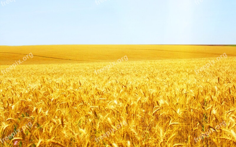 Wheat Cereal Crop Bread Pasture